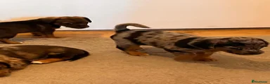 Mixed Breed 6