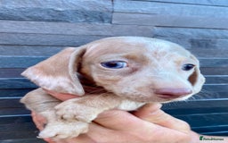 Miniature Dachshund dogs for sale: Miniature dachshunds READY NOW - Advert 25