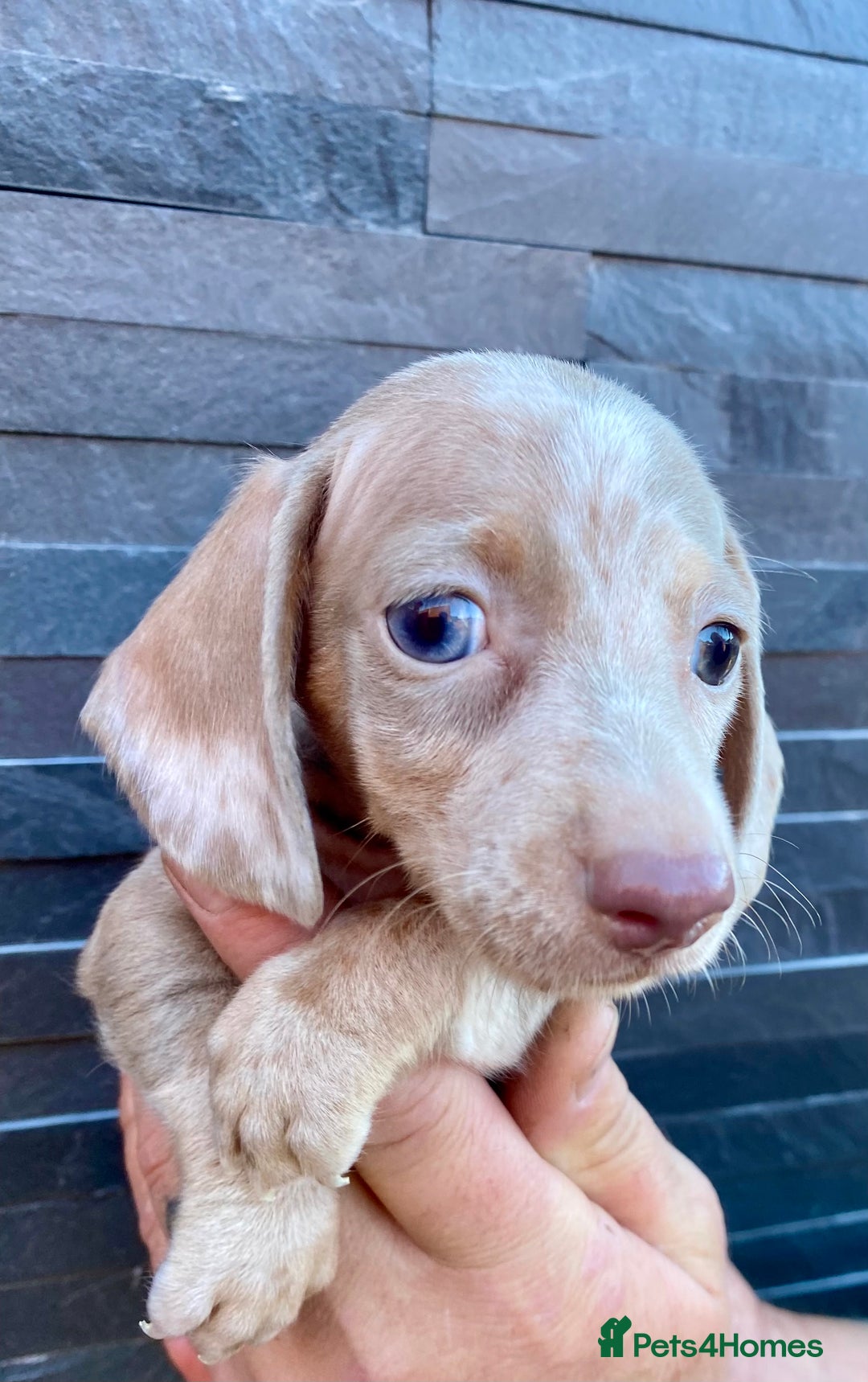 Miniature Dachshund dogs for sale: Miniature dachshunds READY NOW - Advert 25