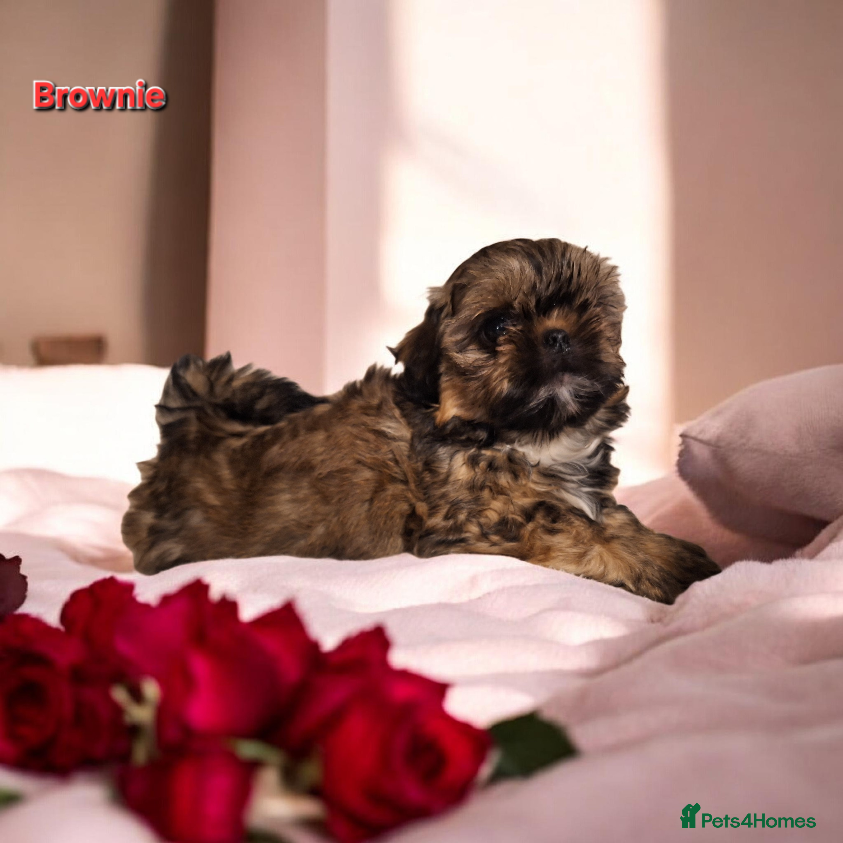 Shih Tzu dogs Beautiful Imperial Shih Tzus  - Advert 18