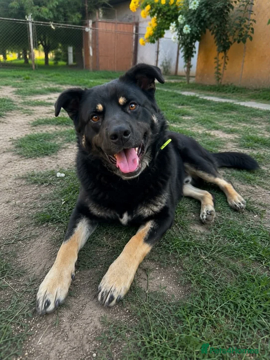 Mixed Breed dogs for adoption: Please Read Oreo’s Story 😔  - Advert 1