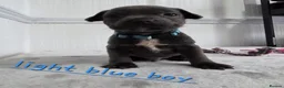 Staffordshire Bull Terrier dogs for sale: Beautiful Blue Staffies ❤️🙌 - Advert 18