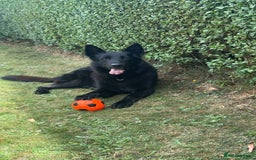 German Shepherd dogs for stud: German shepherd stud - Image 14