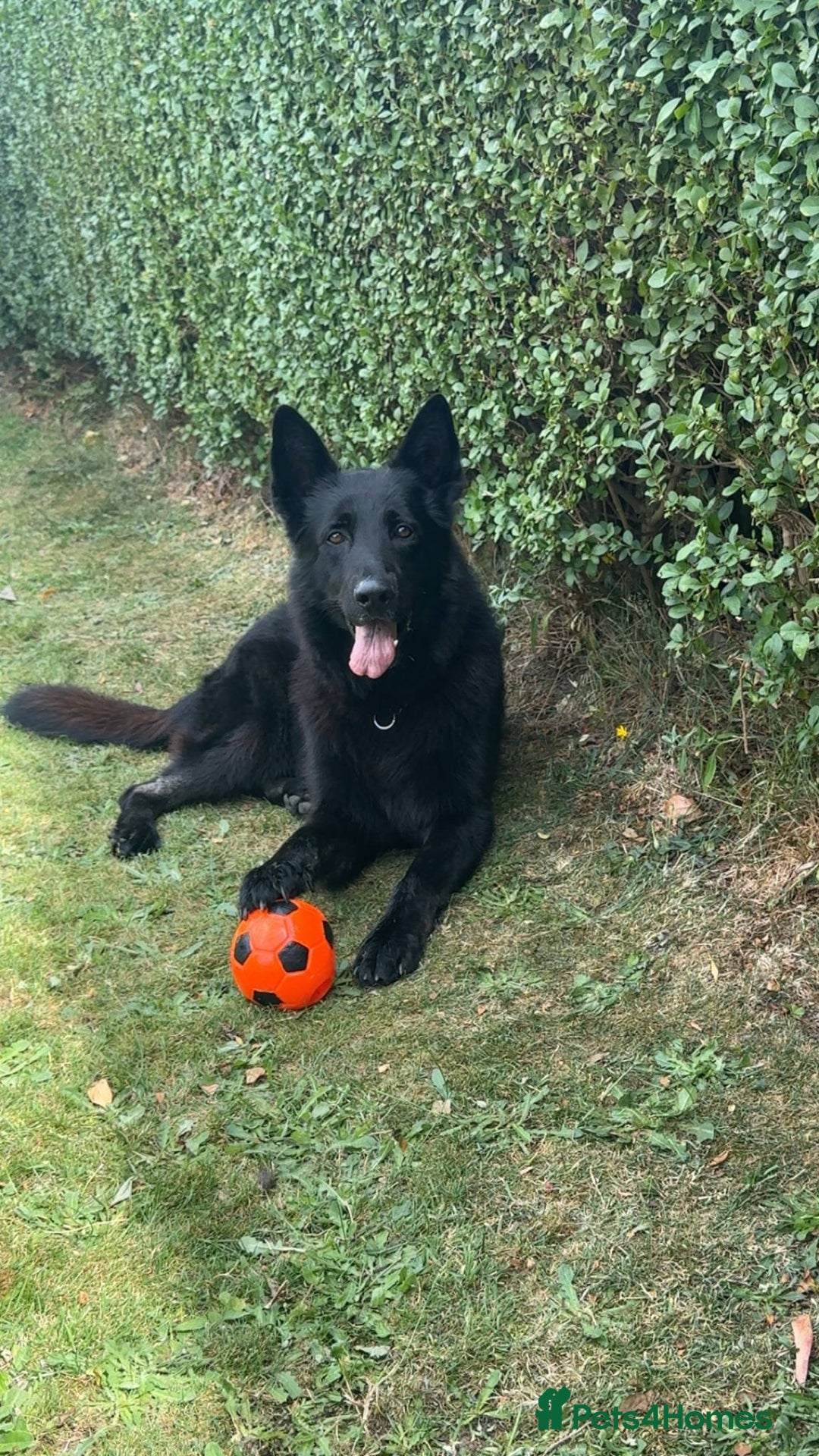German Shepherd dogs for stud: German shepherd stud - Image 14