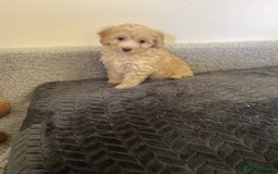 Cockapoo dogs for sale: F1 cockapoo puppies  - Image 11