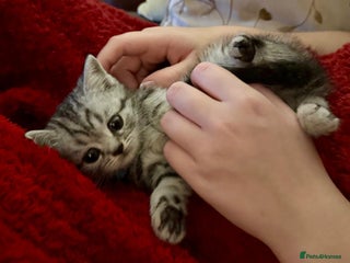 British Shorthair cats British Shorthair Stunning Kittens - Advert 3