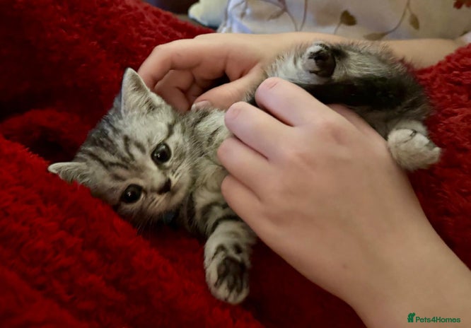 British Shorthair cats - Advert 5