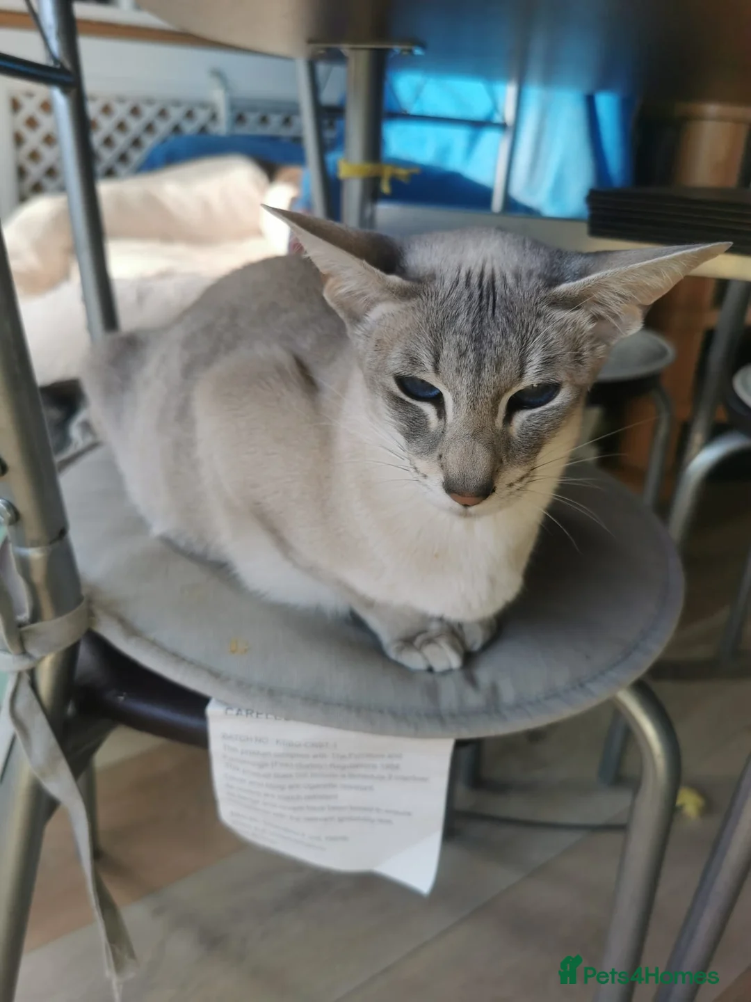 Siamese cats for sale: Siamese Kittens for sale - Advert 2