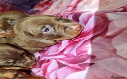 Miniature Dachshund dogs for sale: 💜MINIATURE DAPPLE AND CHOCOLATE Dachshunds Babys - Image 2