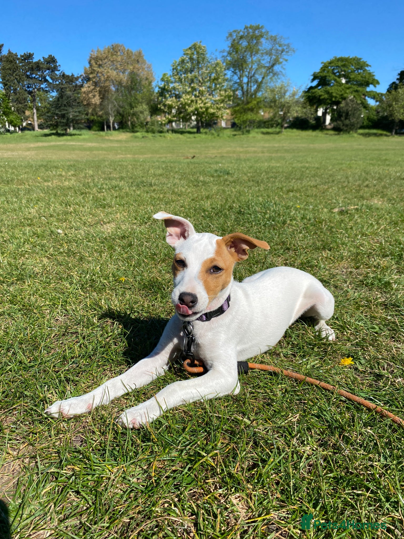 Jack Russell dogs Jack Russell girl puppy 5 months  - Advert 1