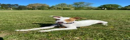 Jack Russell dogs for sale: Jack Russell girl puppy 5 months  in London - Advert 1