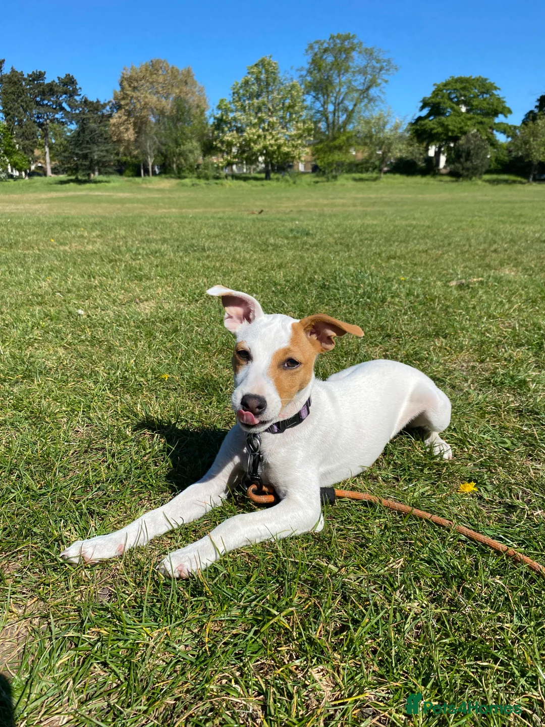 Jack Russell dogs for sale: Jack Russell girl puppy 5 months  in London - Advert 1