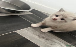 Mixed Breed cats for sale: 4 beautiful friendly mixed breed kittens for sale  in Northwich - Image 5