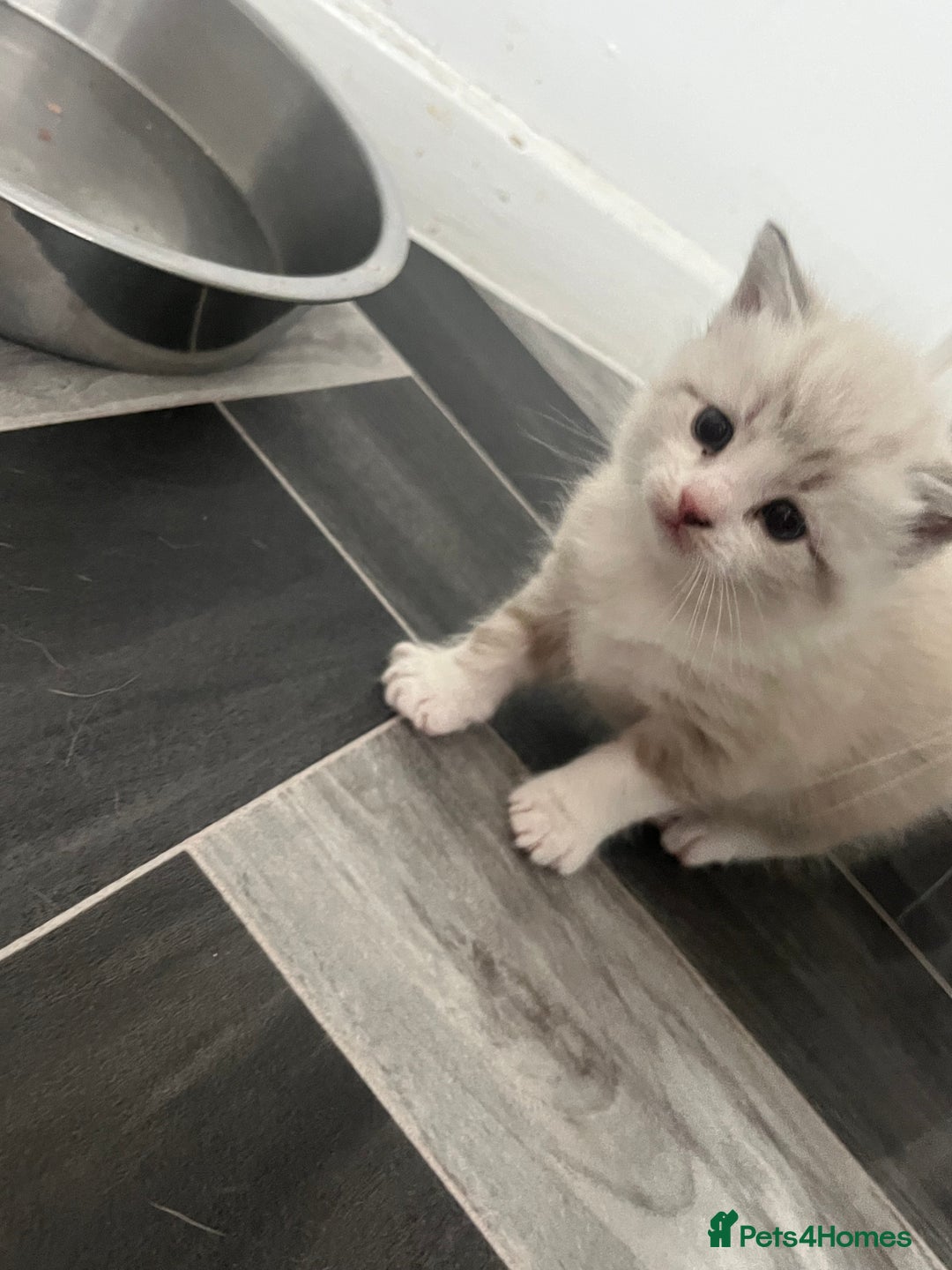 Mixed Breed cats for sale: 4 beautiful friendly mixed breed kittens for sale  in Northwich - Image 5