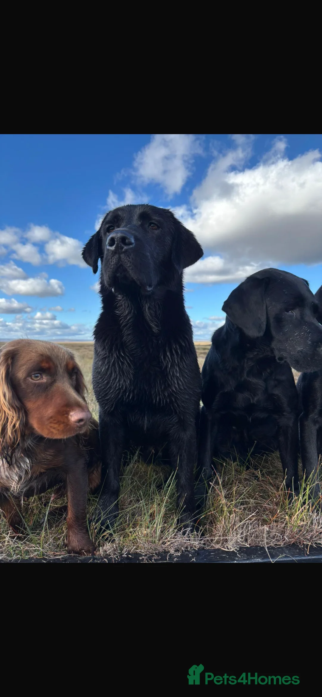 Labrador Retriever dogs for stud: DUKE OF DALE HEAD - Advert 2