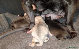 Pug dogs for sale: PEDIGREE PUG PUPPIES  - Advert 12