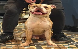 American Bulldog dogs for sale: American Bulldog Male - Image 3