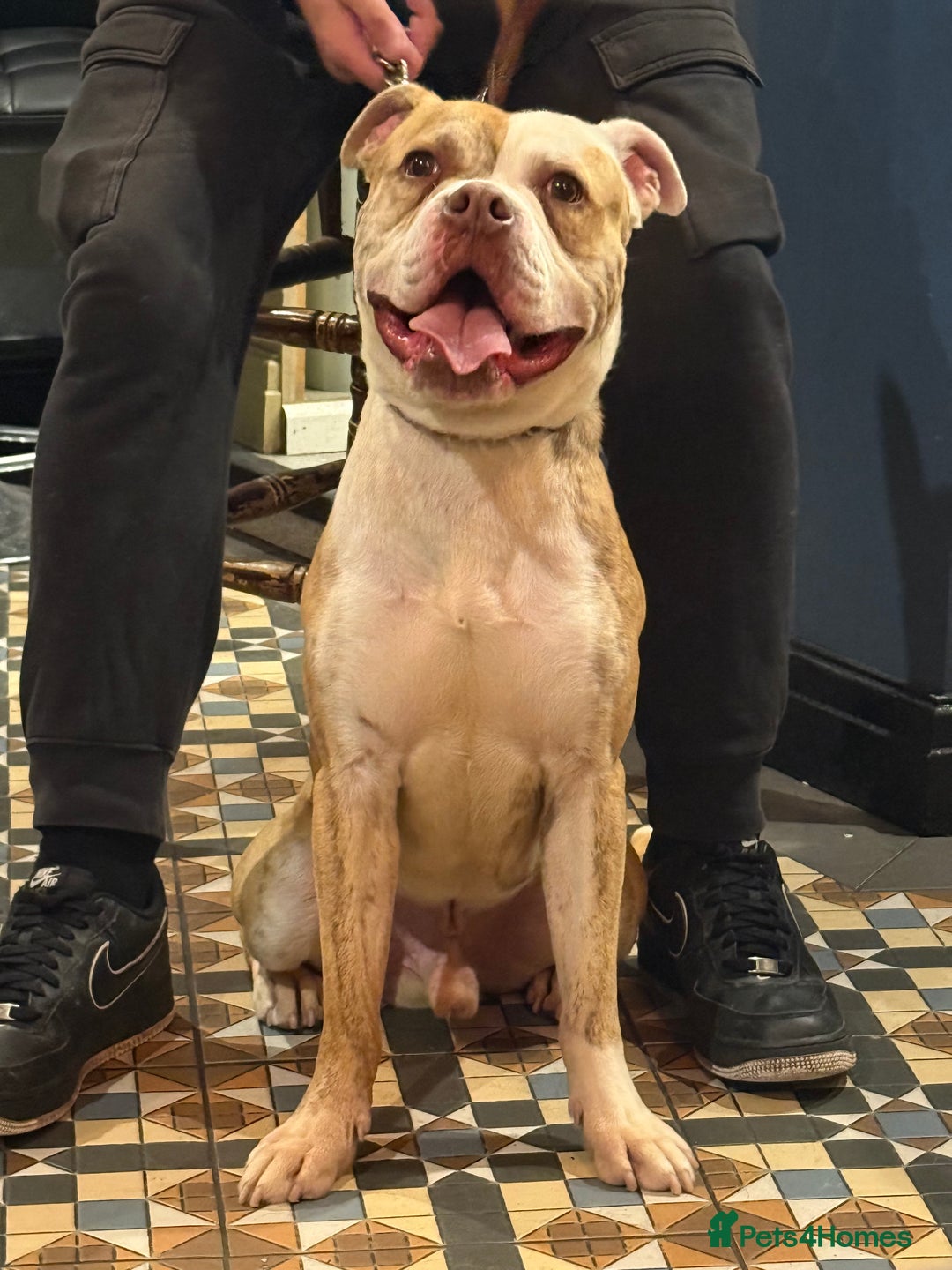American Bulldog dogs for sale: American Bulldog Male - Image 3