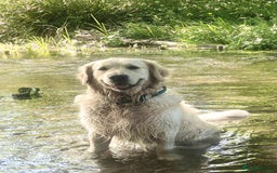 Golden Retriever dogs for sale: Exceptional KC Goldens- MULTI Champions Bloodline - Image 14