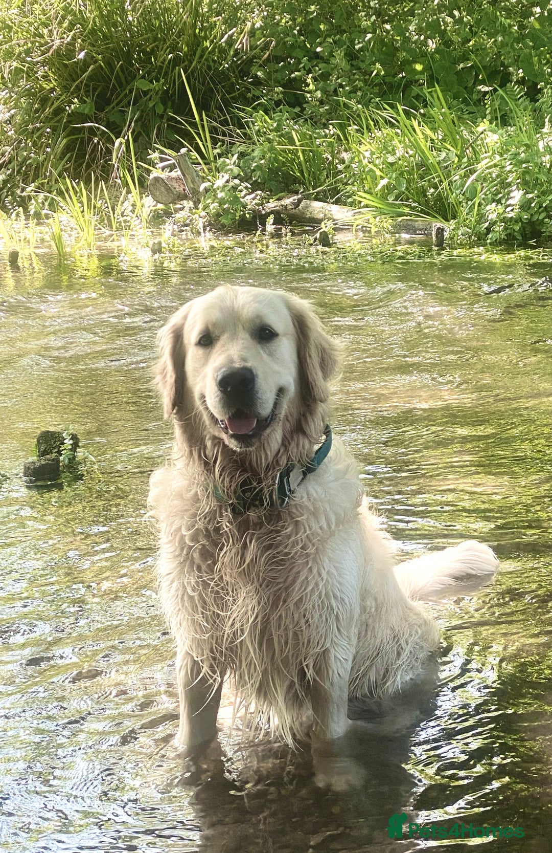 Golden Retriever dogs for sale: Exceptional KC Goldens- MULTI Champions Bloodline - Image 14