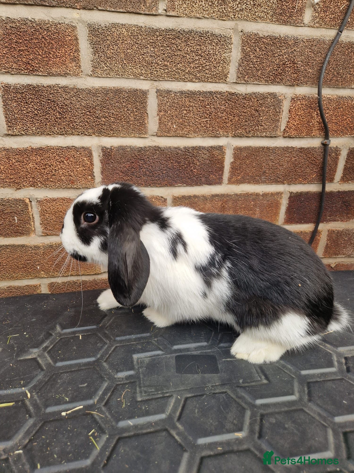 Mixed Breed rabbits 2 bonded female rabbits - Advert 15
