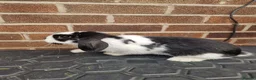Mixed Breed rabbits for sale: 2 bonded female rabbits - Advert 1
