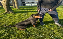 Rottweiler dogs for sale: Female Rottweiler  - Advert 8