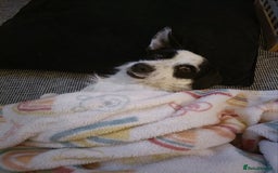 Jack Russell dogs for sale: 1-year old Jack Russell dogs for sale - Image 6
