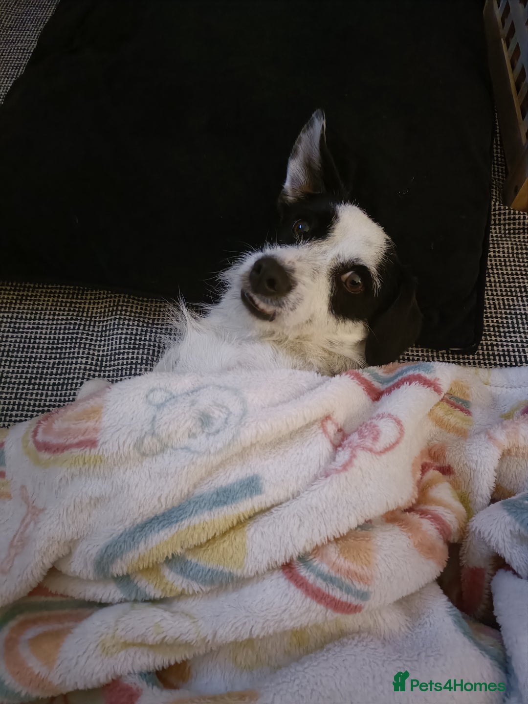 Jack Russell dogs for sale: 1-year old Jack Russell dogs for sale - Image 6