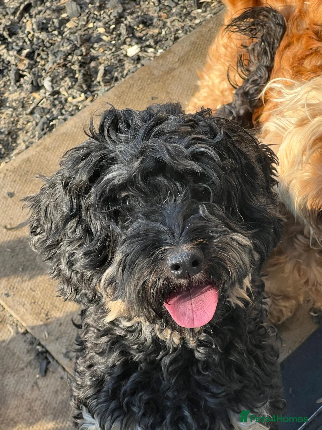 Cockapoo dogs for sale: Gorgeous female Cockapoo  - Advert 5