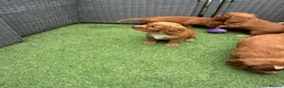Cocker Spaniel dogs for sale: Red KC cocker spaniel puppies  - Advert 9
