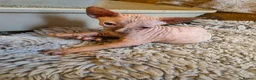 Sphynx cats for sale: Sphynx  - Advert 8