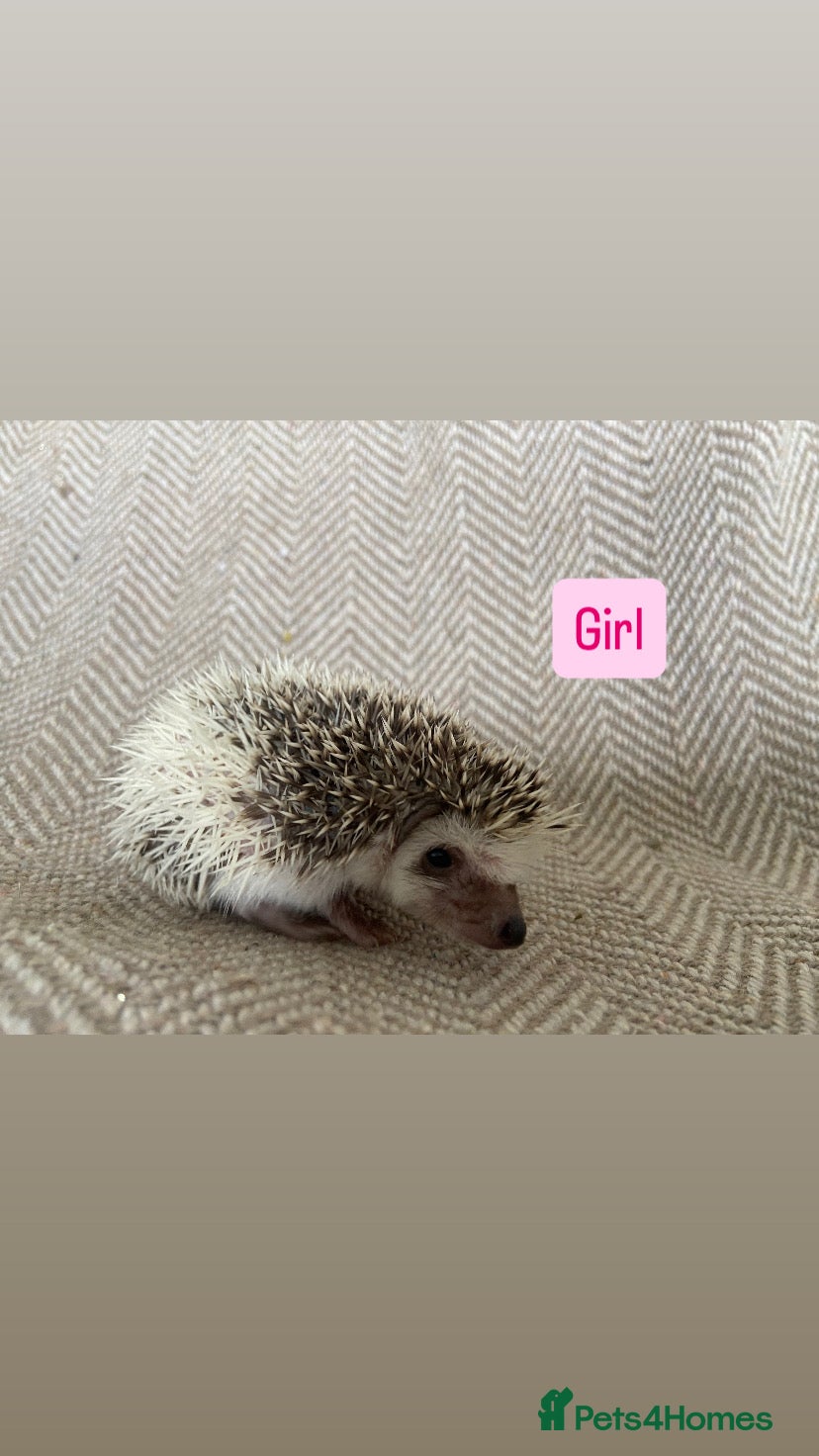 Pygmy Hedgehog rodents for sale: African Pygmy Hedgehogs  - Advert 2