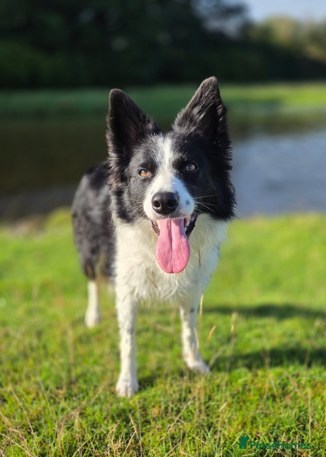 Border Collie dogs for sale: Border Collie for rehoming  - Advert 1