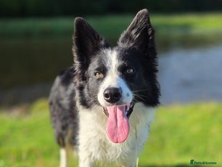 Border Collie dogs Border Collie for rehoming - Advert 3