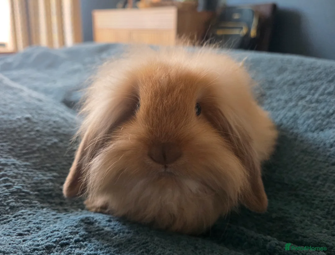 Mixed Breed rabbits for sale: Baby lop (mixed) rabbits for sale £20 each - Advert 8