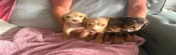 Cocker Spaniel dogs for sale: 4 stunning working cocker spaniel puppies in Merthyr Tydfil - Advert 3