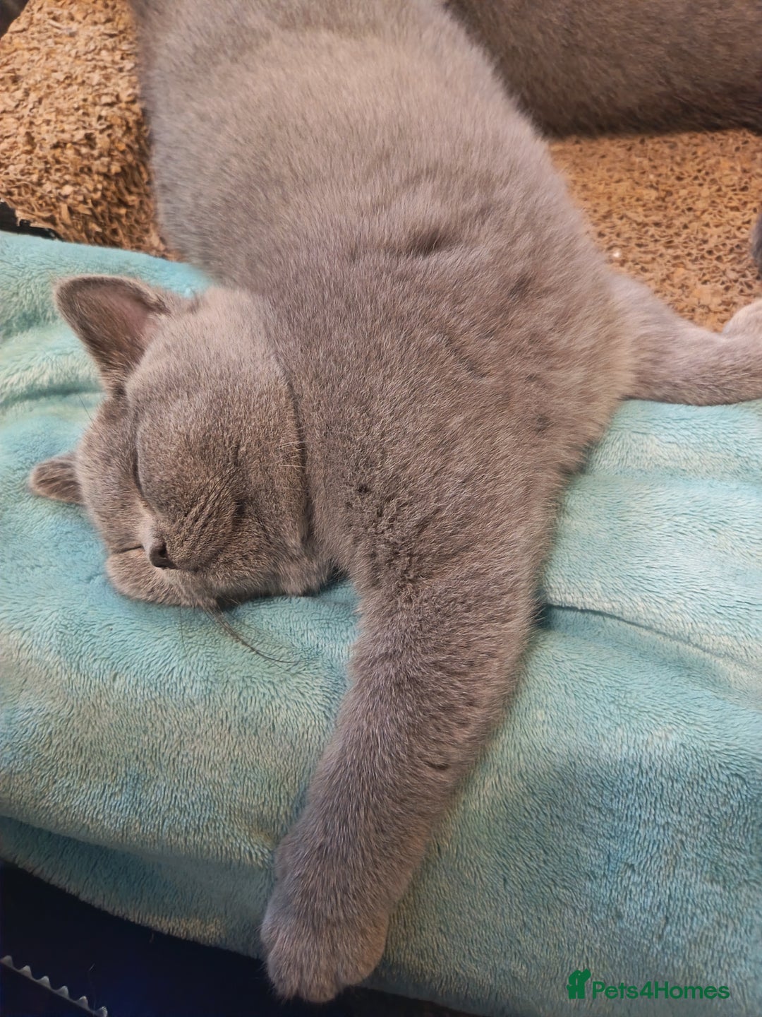 British Shorthair cats for sale: 🐾 British Shorthair Blue – 2 Girls – Ready Now 🐾 - Advert 2