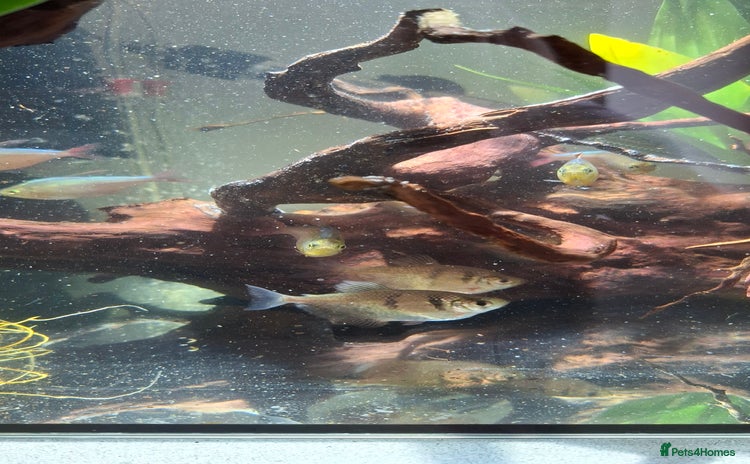 Tetras fish - Advert 1