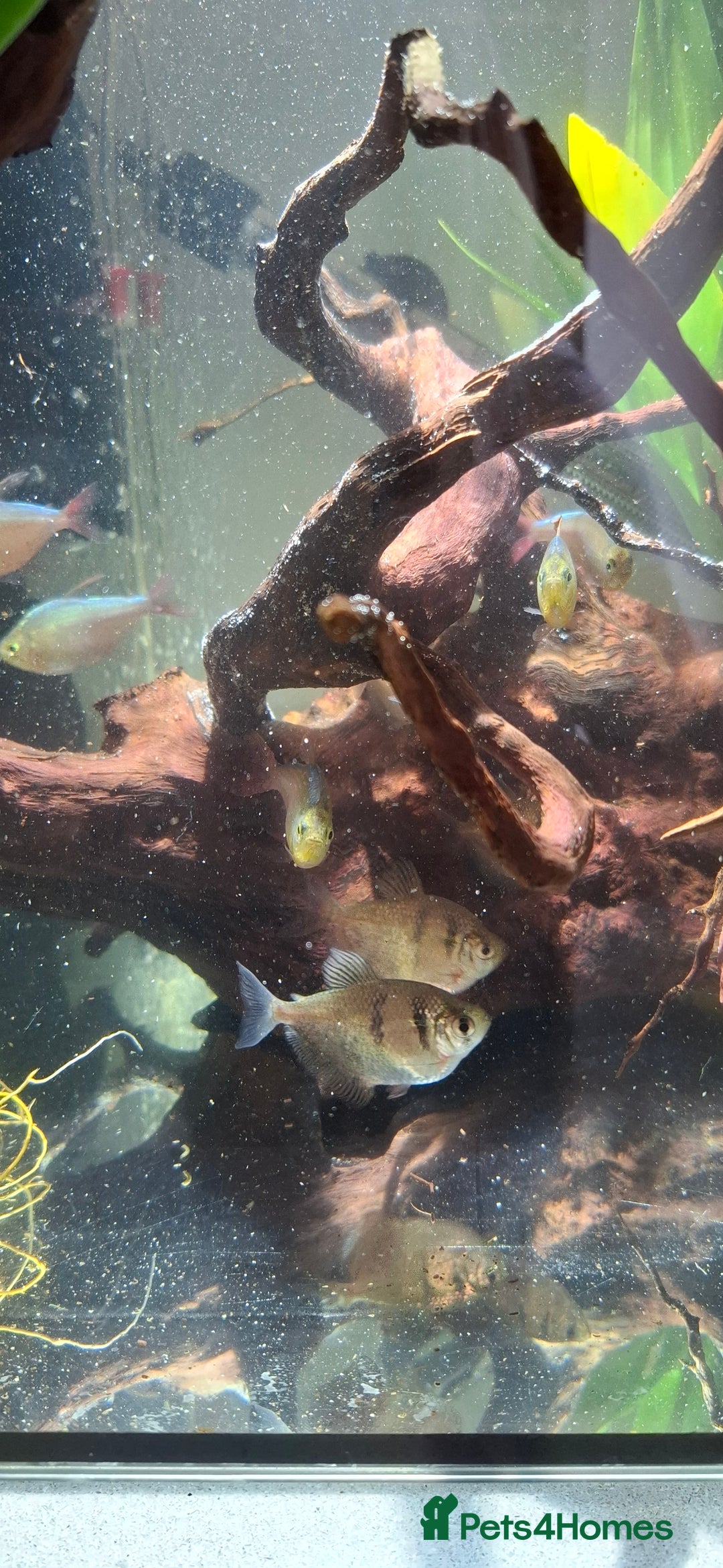 Tetras fish for sale: Tropical fish - Image 1