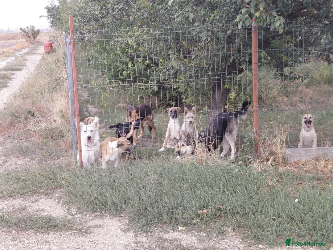 Mixed Breed dogs for adoption: OZZY, a Lovely Puppy Boy - for a Loving Home - Advert 29