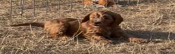 Cockapoo dogs for sale: Cockapoo pups - Advert 6