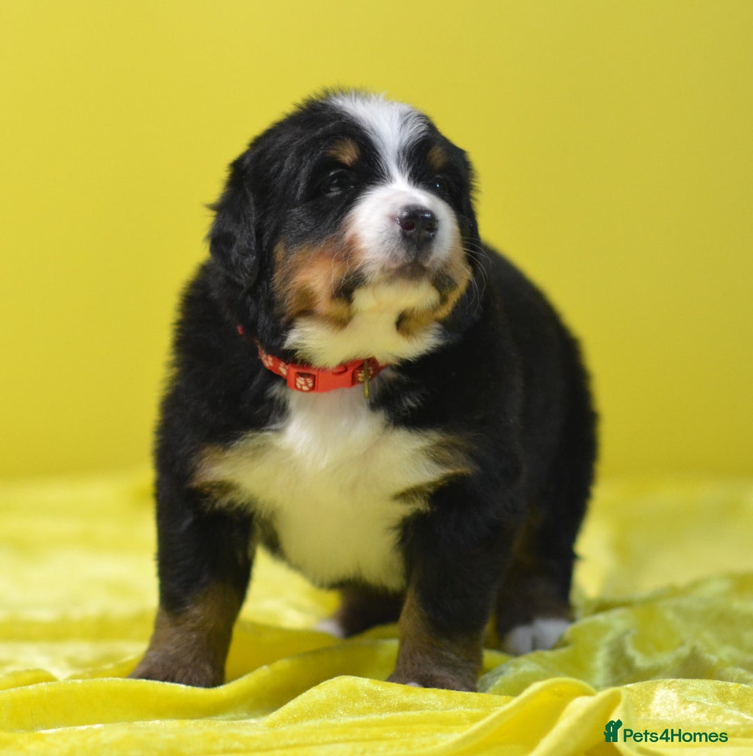 Bernese Mountain Dog dogs for sale: KC REGISTERED LITTER OF BERNESE MOUNTAIN DOG PUPS - Advert 19