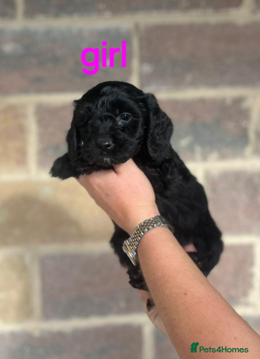 Cockapoo dogs for sale: F1 Cockapoos  - Image 5