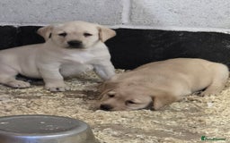 Labrador Retriever dogs for sale: Big chunky Labrador Boy - Image 2