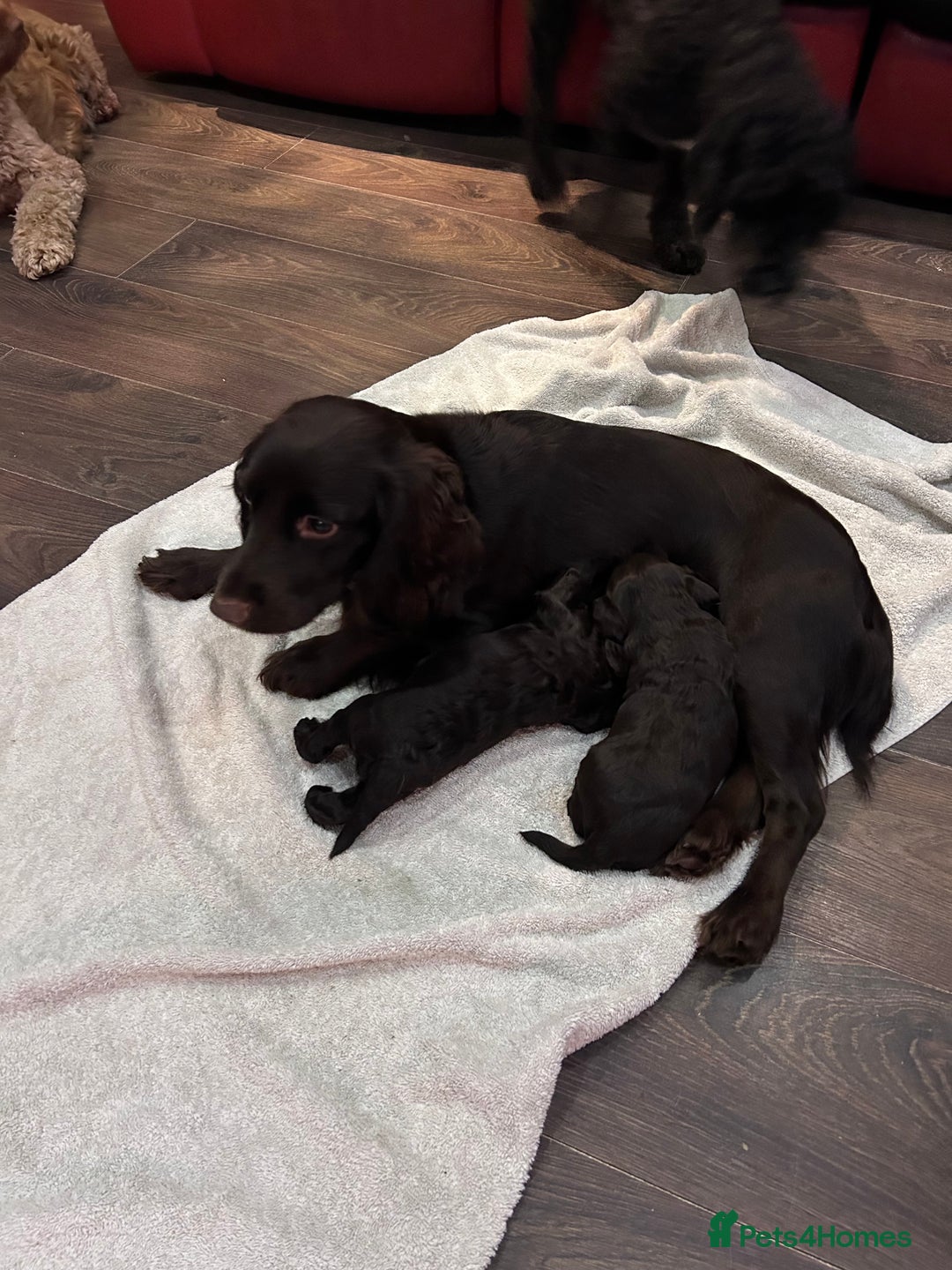 Cockapoo dogs for sale: Cockapoo male - Advert 13