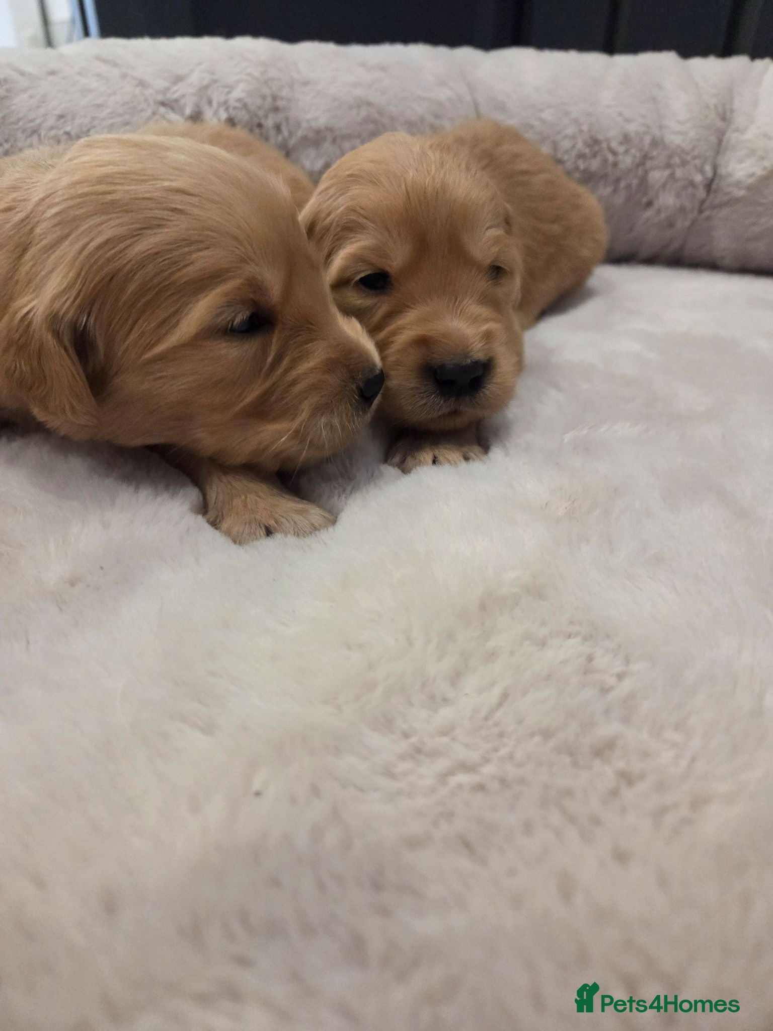 Golden Retriever dogs KC Reg Puppies, Fully Health-Tested Parents 🐾 - Advert 2