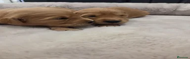 Golden Retriever 1