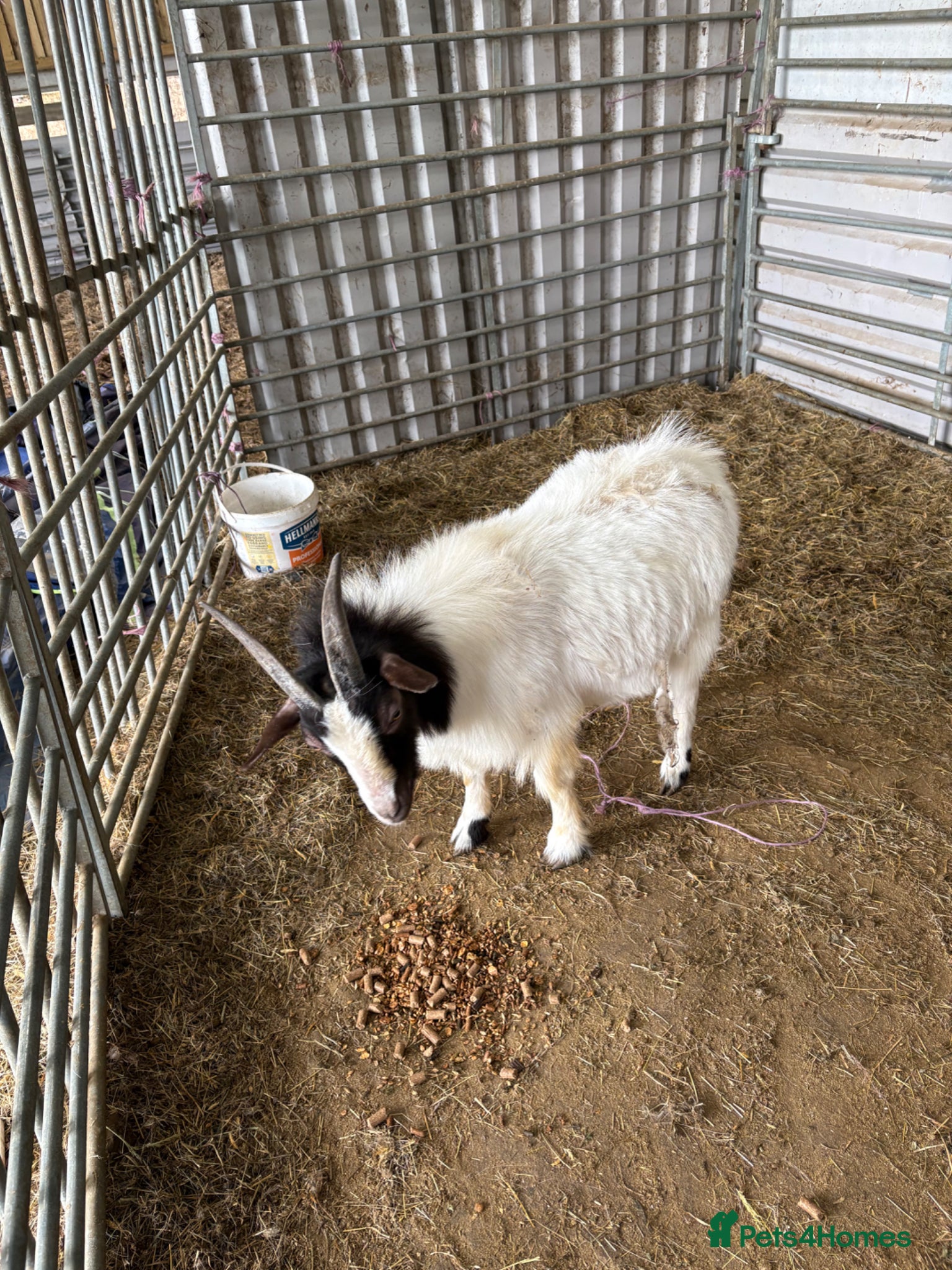 Goats livestock Boer goat x Pygmy - Advert 2
