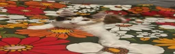 Maine Coon cats for sale: Maine Coon - Advert 12